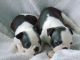 Boston Terrier Puppies for sale in Massachusetts Ave, Boston, MA, USA. price: NA