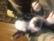 Boston Terrier Puppies for sale in Robesonia, PA 19551, USA. price: NA