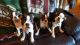 Boston Terrier Puppies for sale in Salem, OR, USA. price: NA