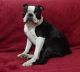 Boston Terrier Puppies for sale in AR-98, Emerson, AR 71740, USA. price: NA