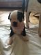 Boston Terrier Puppies for sale in California Ave, South Gate, CA 90280, USA. price: NA