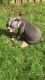 Boston Terrier Puppies for sale in Waco, TX, USA. price: NA