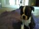 Boston Terrier Puppies for sale in Stockton, MO 65785, USA. price: NA
