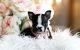 Boston Terrier Puppies for sale in Fort Lauderdale, FL, USA. price: $2,050