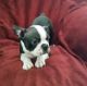 Boston Terrier Puppies for sale in Largo, FL, USA. price: NA