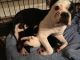 Boston Terrier Puppies for sale in Lebanon, TN, USA. price: NA
