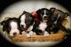 Boston Terrier Puppies for sale in Fred, TX 77660, USA. price: NA