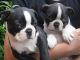 Boston Terrier Puppies for sale in New York, IA 50238, USA. price: NA