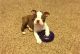 Boston Terrier Puppies for sale in Anna, IL 62906, USA. price: $900