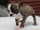 Boston Terrier Puppies for sale in Kermit, TX 79745, USA. price: NA