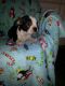 Boston Terrier Puppies for sale in Summerfield, FL 34491, USA. price: NA