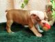 Boston Terrier Puppies for sale in San Francisco, San Antonio, TX 78201, USA. price: NA