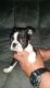 Boston Terrier Puppies for sale in AR-107, Sherwood, AR 72120, USA. price: NA
