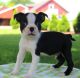 Boston Terrier Puppies for sale in Washington Ave, Cleveland, OH 44113, USA. price: NA