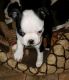 Boston Terrier Puppies for sale in Florida Ave, Miami, FL 33133, USA. price: NA