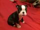 Boston Terrier Puppies for sale in NC-54, Burlington, NC 27215, USA. price: NA