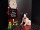 Boston Terrier Puppies for sale in San Jose, CA, USA. price: $800