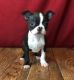 Boston Terrier Puppies for sale in San Jose, CA, USA. price: NA