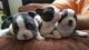 Boston Terrier Puppies for sale in San Jose, CA, USA. price: $900