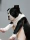 Boston Terrier Puppies for sale in Castle Pines, CO 80108, USA. price: NA