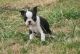 Boston Terrier Puppies for sale in Decatur, IL, USA. price: NA