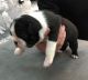 Boston Terrier Puppies for sale in Court Pl, Denver, CO, USA. price: NA