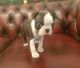Boston Terrier Puppies for sale in SC-14, Fountain Inn, SC 29644, USA. price: NA