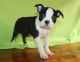 Boston Terrier Puppies for sale in Campus Drive, Stanford, CA 94305, USA. price: NA