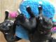 Boston Terrier Puppies for sale in Southgate, MI, USA. price: $150