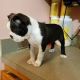 Boston Terrier Puppies for sale in California Oaks Rd, Murrieta, CA 92562, USA. price: NA