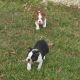 Boston Terrier Puppies for sale in Freetown, IN 47235, USA. price: NA