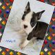 Boston Terrier Puppies for sale in London, KY, USA. price: NA