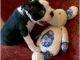 Boston Terrier Puppies for sale in SC-9, Chester, SC 29706, USA. price: $400