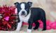 Boston Terrier Puppies for sale in Pennsylvania Ave, Brooklyn, NY, USA. price: NA