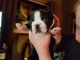 Boston Terrier Puppies for sale in Monroe, NC, USA. price: NA