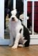 Boston Terrier Puppies for sale in Wesley Chapel, FL, USA. price: NA