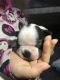 Boston Terrier Puppies for sale in Allentown, PA, USA. price: $600