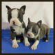 Boston Terrier Puppies for sale in Memphis, TN, USA. price: NA