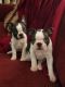 Boston Terrier Puppies for sale in Culpeper, VA 22701, USA. price: $1,500