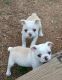 Boston Terrier Puppies for sale in Wilson, NC, USA. price: $1,200