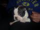Boston Terrier Puppies for sale in Ohio Township, OH, USA. price: NA