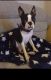 Boston Terrier Puppies for sale in Florida City, FL, USA. price: NA