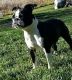 Boston Terrier Puppies for sale in Litchfield, MN 55355, USA. price: $800