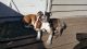 Boston Terrier Puppies for sale in Litchfield, MN 55355, USA. price: $2,200