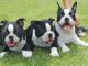 Boston Terrier Puppies for sale in 58503 Rd 225, North Fork, CA 93643, USA. price: NA