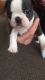 Boston Terrier Puppies for sale in NV-159, Las Vegas, NV, USA. price: NA