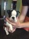 Boston Terrier Puppies for sale in US-130, North Brunswick Township, NJ 08902, USA. price: NA