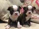 Boston Terrier Puppies for sale in Kentucky Dam, Gilbertsville, KY 42044, USA. price: NA