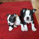 Boston Terrier Puppies for sale in Atomic City, ID 83215, USA. price: NA