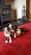 Boston Terrier Puppies for sale in Colfax, IN 46035, USA. price: NA
